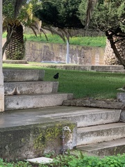 Turdus merula cabrerae