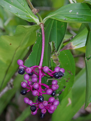 Medinilla multiflora