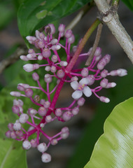 Medinilla multiflora