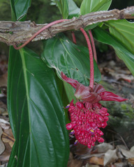 Medinilla miniata