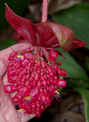 Medinilla miniata