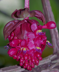 Medinilla miniata