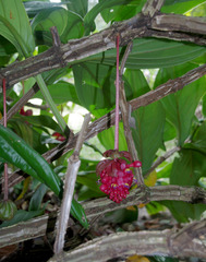 Medinilla miniata