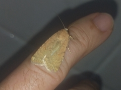 Caradrina flava