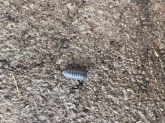 Armadillidium vulgare