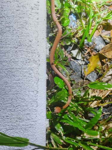 Brown Tree Snake sighting