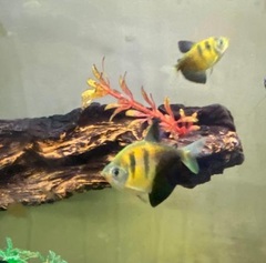 Gymnocorymbus ternetzi