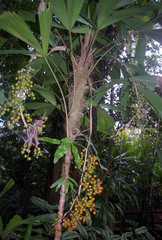 Licuala platydactyla