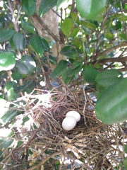 Streptopelia dusumieri