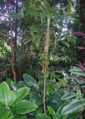 Licuala platydactyla