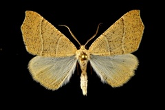 Destutia excelsa