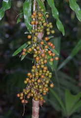 Licuala platydactyla