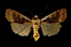 Dichagyris capota