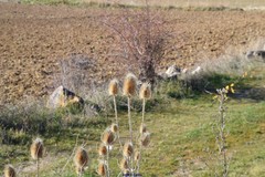 Dipsacus fullonum