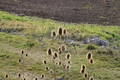 Dipsacus fullonum