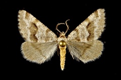 Macaria pallipennata