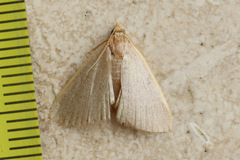 Hypsopygia albidalis