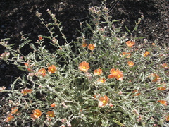 Sphaeralcea munroana