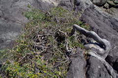 Corymbia tessellaris