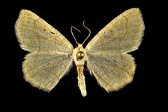 Destutia flumenata