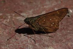Pithauria marsena