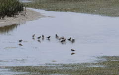 Charadrius hiaticula tundrae