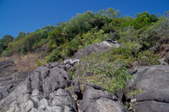 Corymbia tessellaris