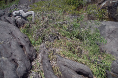 Corymbia tessellaris