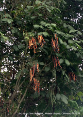 Erythrina rubrinervia