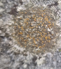 Protoblastenia rupestris