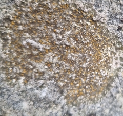 Protoblastenia rupestris