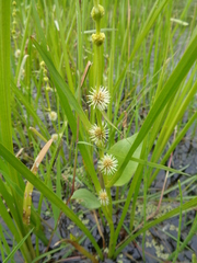 Sparganium rothertii