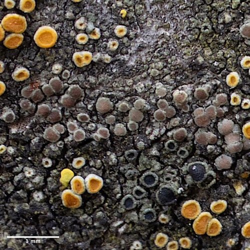 lekanora (Lecanora)