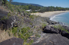 Melaleuca viridiflora