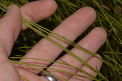 Sporadanthus interruptus