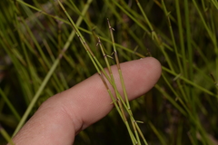 Sporadanthus interruptus