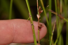 Sporadanthus interruptus