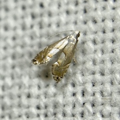 Glyphipterigidae