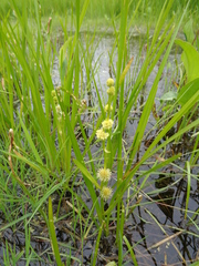 Sparganium rothertii