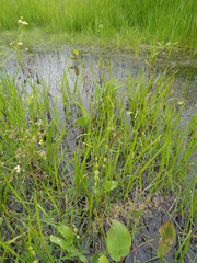 Sparganium rothertii