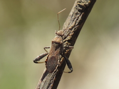 Heegeria tangirica