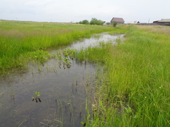 Sparganium rothertii