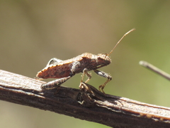 Heegeria tangirica