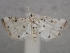 Pycnarmon meritalis
