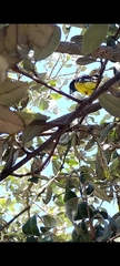 Pheucticus aureoventris uropygialis
