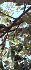 Pheucticus aureoventris uropygialis