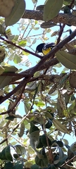 Pheucticus aureoventris uropygialis