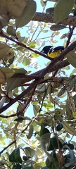 Pheucticus aureoventris uropygialis