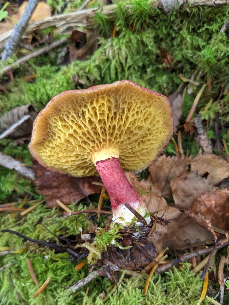 Suillus asiaticus · October 2021 · photo: © atsushi_nakajima_cirque (iNaturalist, cc-by)