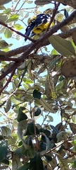 Pheucticus aureoventris uropygialis